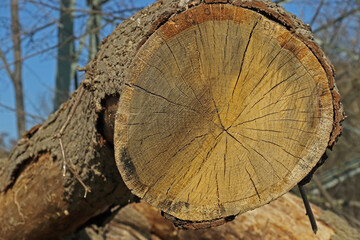 Der Querschnitt einesBaumstammes