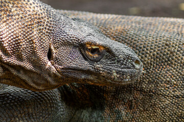 Komodo dragon resting on the ground, showing its massive size, rough scaly skin, and prehistoric look, found in Komodo Island, Rinca, Flores, and surrounding Indonesian habitats.
