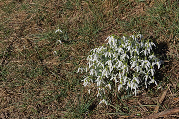Ansammlung von Schneegl&ouml;ckchen im Gras
