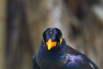 Naklejka premium Common Hill Myna known for its exceptional ability to mimic human speech, a striking black starling with bright orange-yellow wattles and glossy plumage.
