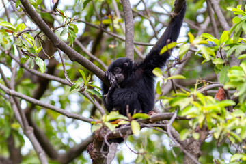Fototapeta premium Close-up of a black-furred Siamang (Symphalangus syndactylus) with detailed facial features against a blurred background, showcasing its unique gibbon characteristics.