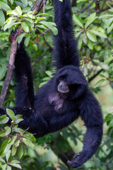 Close-up of a black-furred Siamang (Symphalangus syndactylus) with detailed facial features against a blurred background, showcasing its unique gibbon characteristics.