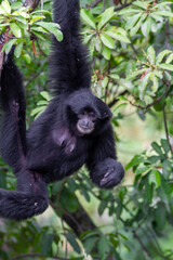 Close-up of a black-furred Siamang (Symphalangus syndactylus) with detailed facial features against a blurred background, showcasing its unique gibbon characteristics.