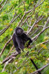 A Javan langur hanging on a tree branch, showcasing its distinctive long tail and natural primate behavior in a lush forest habitat.