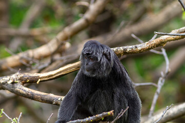 A Javan langur hanging on a tree branch, showcasing its distinctive long tail and natural primate behavior in a lush forest habitat.