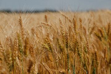 Golden wheat field under clear sky during harvest season.