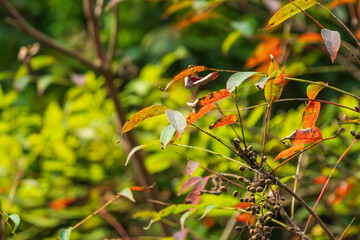 秋の山　紅葉したハゼノキ07
