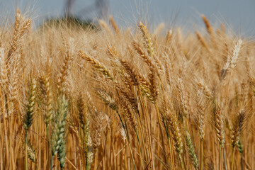 Golden wheat field swaying under the clear blue sky on a sunny day.