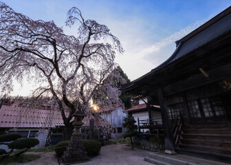 Fototapeta premium 春爛漫