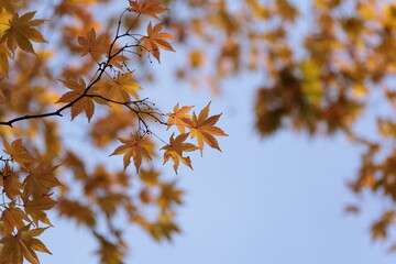 黄葉したモミジの葉