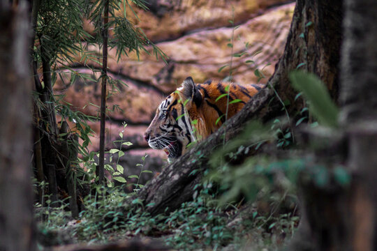 Sumatran tiger in its natural habitat, showcasing distinctive dark stripes, sharp features, and powerful presence, representing Indonesia&rsquo;s endangered wildlife.