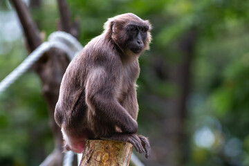 A monkey sitting on a wooden log, captured in natural light, showing its calm posture and detailed...
