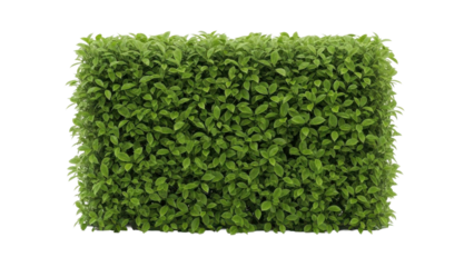Lush green hedge with clean cut edges