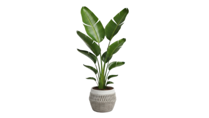 Lush Bird of Paradise Plant in Woven Basket