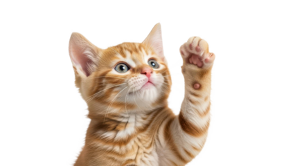 Adorable ginger kitten raises paw playfully against black