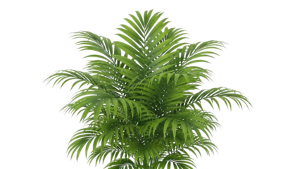 Lush green areca palm fronds against black background