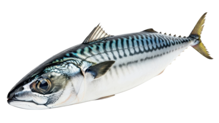 Fresh Mackerel Fish With Blue Stripes Isolated