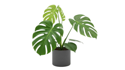 Large Potted Monstera Deliciosa Plant on Black Background