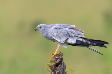 Montagu's Harrier on a stump