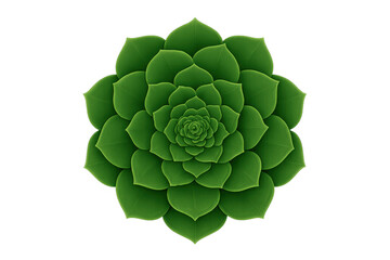 Obraz premium Green succulent rosette plant vector, echeveria top view, houseplant growing, nature and botany
