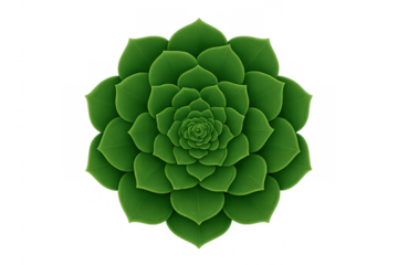Green succulent rosette plant vector, echeveria top view, houseplant growing, nature and botany