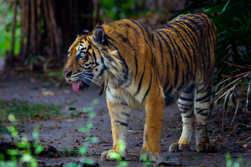 Obraz premium Sumatran tiger in its natural habitat, showcasing distinctive dark stripes, sharp features, and powerful presence, representing Indonesia’s endangered wildlife.