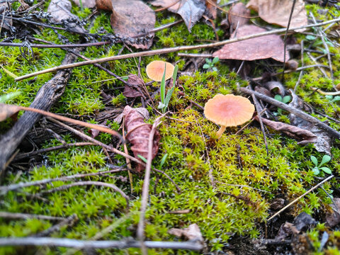 Cluster of small yellow mushrooms growing on mossy forest floor with twigs and leaves. Natural woodland fungi scene, ideal for ecology and nature themes.