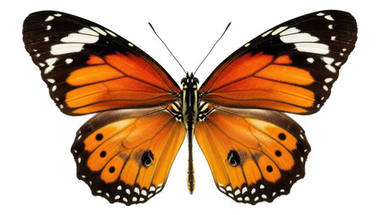 Fototapeta premium Vibrant orange butterfly with black and white details