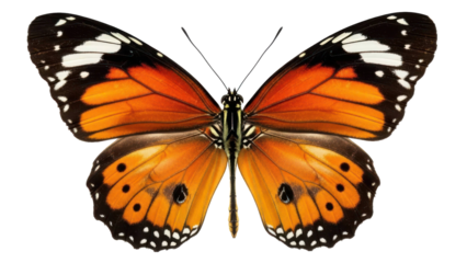 Vibrant orange butterfly with black and white details