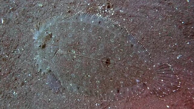 leopard flounder