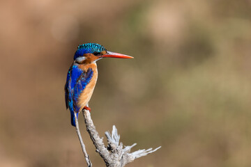 Malachite kingfisher perched on branch in natural habitat