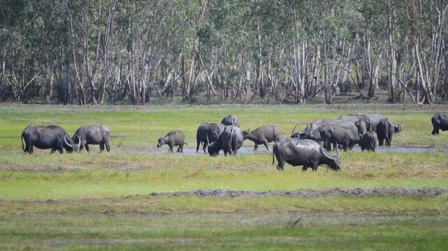 Thai water buffaloes grazing in the wetland of Pak Phli, Nakhon Nayok Thailand