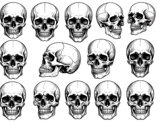 Fifteen anatomical skulls displayed in various orientations, rendered in detailed, intricate black-and-white illustration