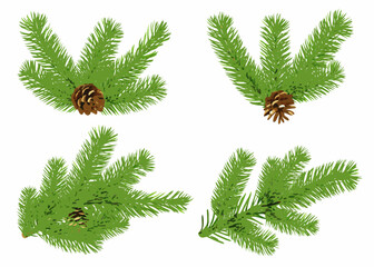 Four pine branches with pine cones on white background