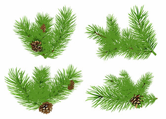 Four pine branches with pine cones on a white background