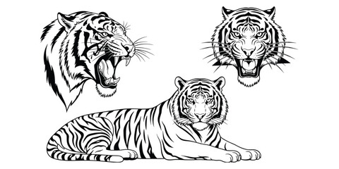 Wild tiger head and full-body roaring tiger illustration set with fierce expressions and detailed stripes for artistic design use