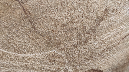 Detailed texture of a light oak tree stump with visible growth rings.