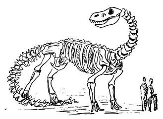 A dinosaur skeleton and people standing nearby. Black sketch, hand drawn vector.