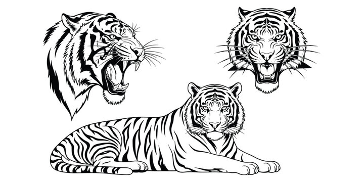 Wild tiger head and full-body roaring tiger illustration set with fierce expressions and detailed stripes for artistic design use