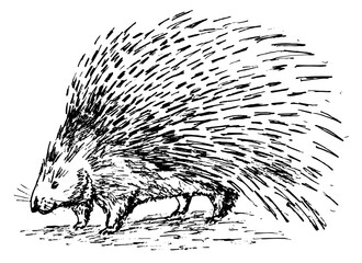 Porcupine, black and white realistic illustration. Hand drawn vector, isolated.