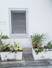 succulent and cactus in bed
