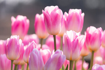 ピンクのチューリップ花壇3