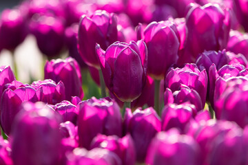 チューリップ花壇10