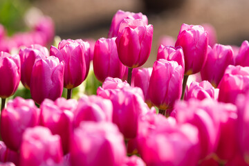 チューリップ花壇8