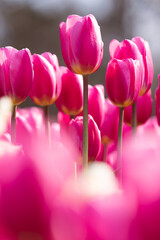 チューリップ花壇5