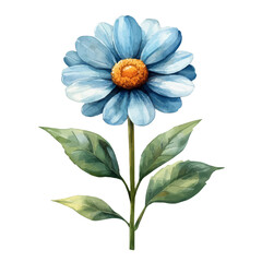 watercolor vector of Daisy Plant, isolated on a white background.