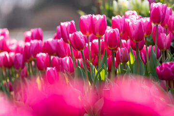 チューリップ花壇2