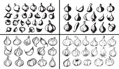 Garlic illustration vector, organic vegetable drawing, healthy food artwork, hand drawn garlic bulb, botanical ingredient design, culinary herb illustration, kitchen vegetable art, farm fresh garlic v