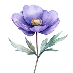 Windflower Flower, watercolor drawing vector, isolated on a white background.