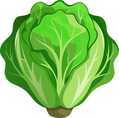 romaine lettuce